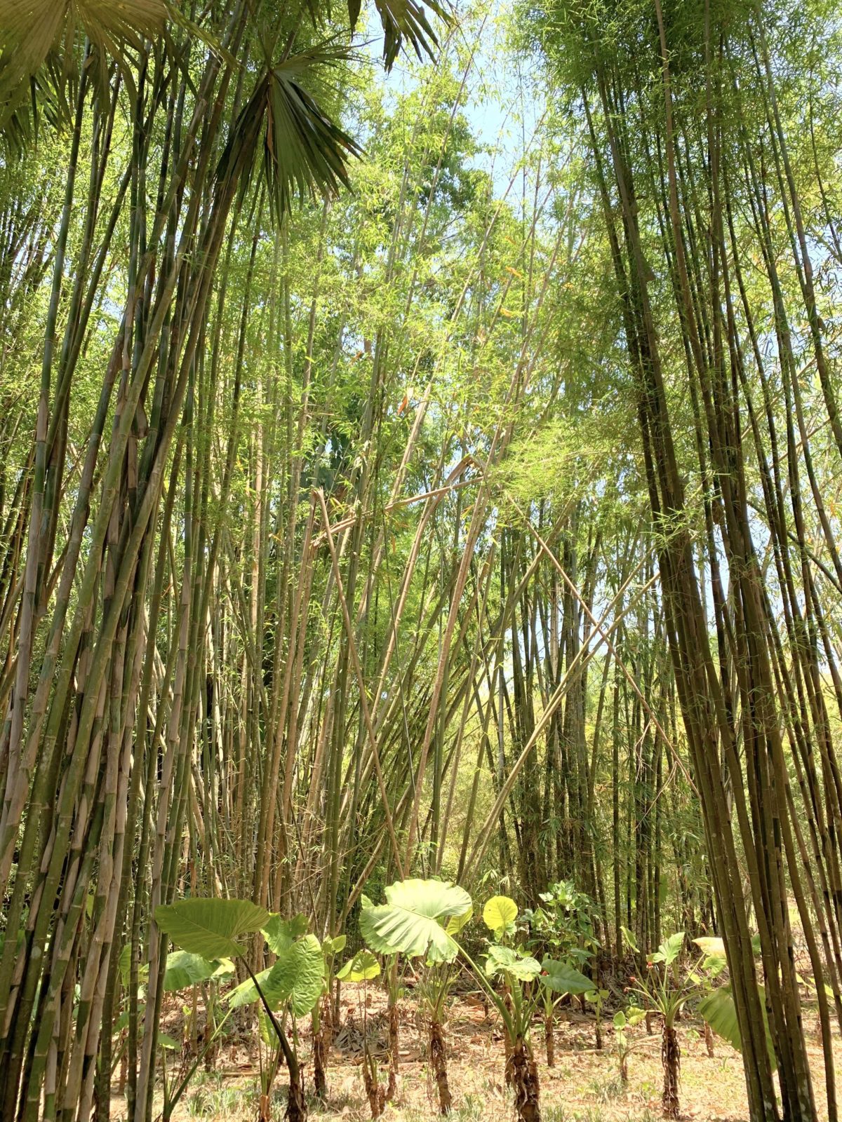 Xishuangbanna Tropical Botanical Garden