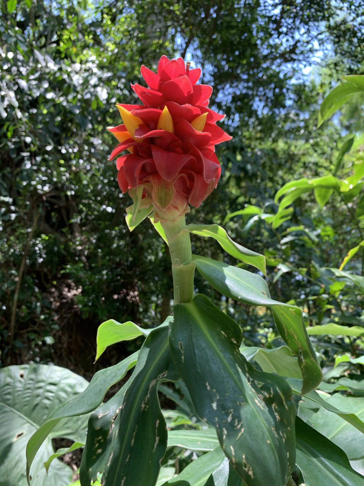 Xishuangbanna Tropical Botanical Garden