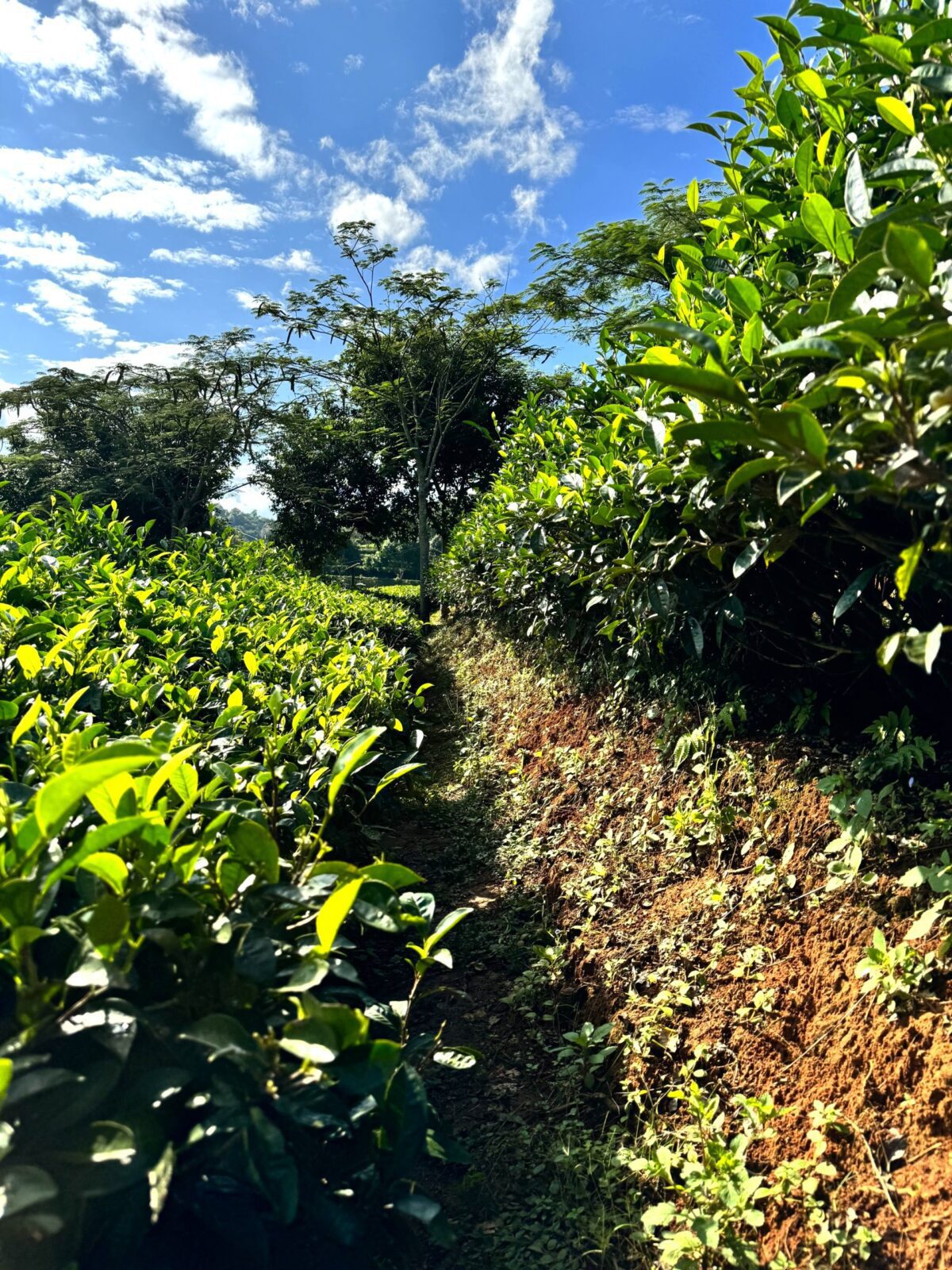 What Tea Picking in China's Tea Capital: Pu'er looks like on a sunny October afternoon in southwest Yunnan, Pu-erh Tea