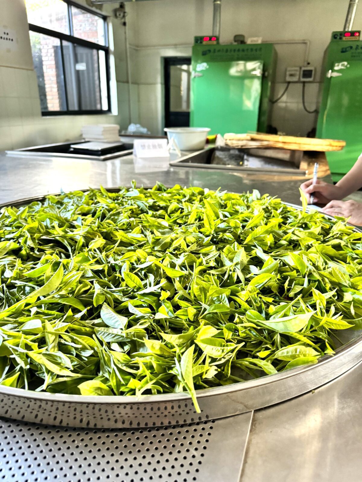 Pu'er tea leaves naturally drying out