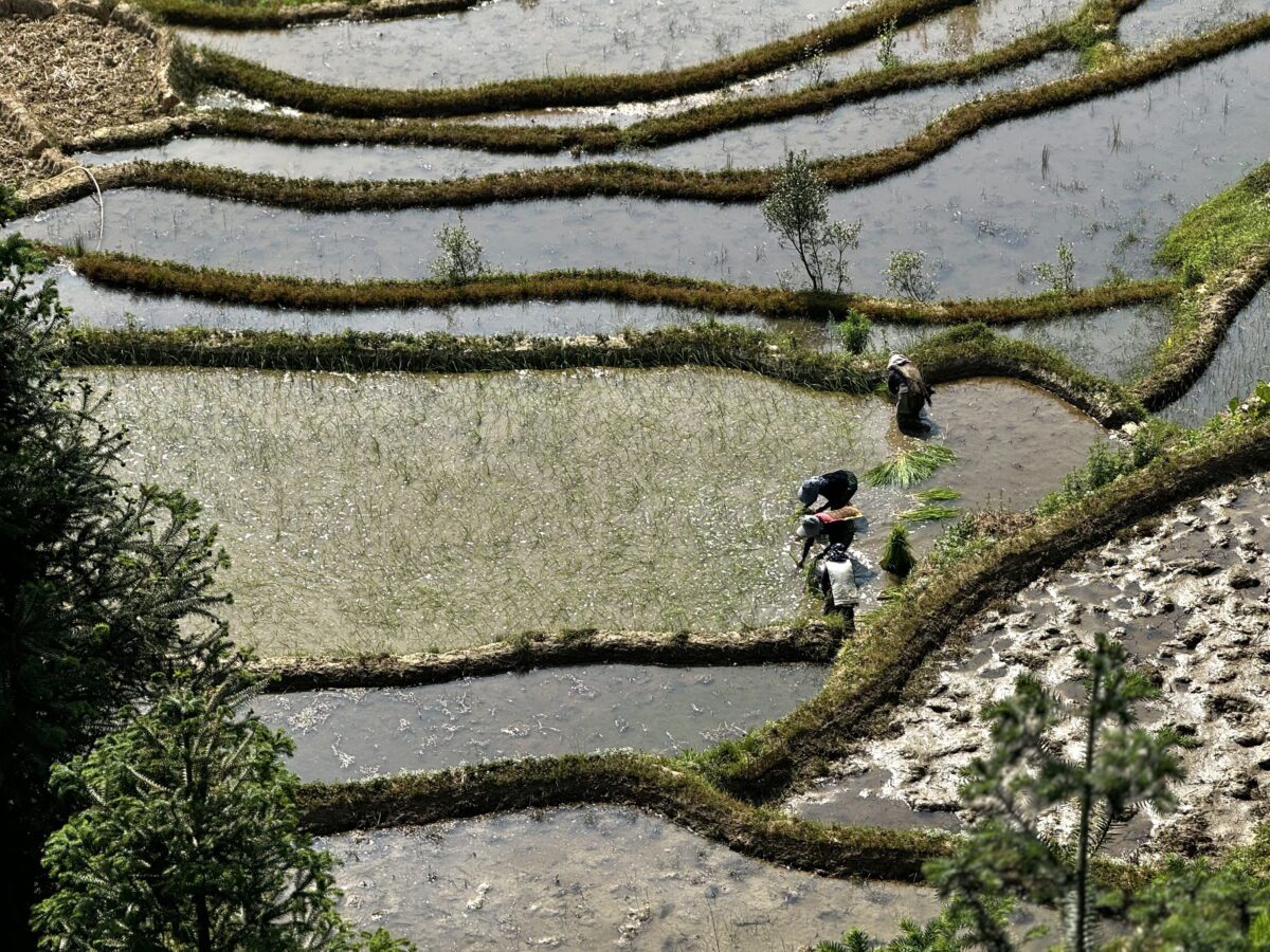 Hani villagers tend to the rice terraces in the Bada section of the Yuanyang Rice Terraces in April